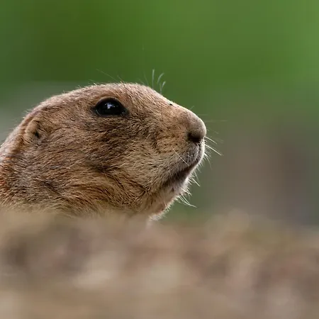 Helianthe 3* 루르드